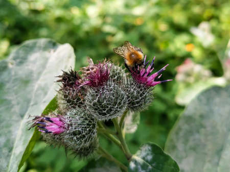 Bumblebee eating pollen on a thistle (Carduus) flower. Macro photo close up.の写真素材