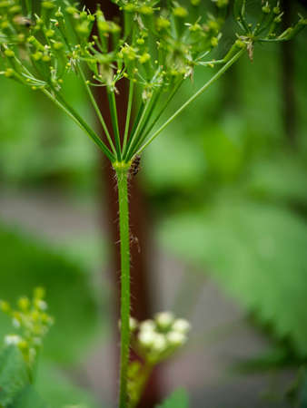 Ants on Anthriscus (chervils), extreme close up. insect on a plant macro.の写真素材
