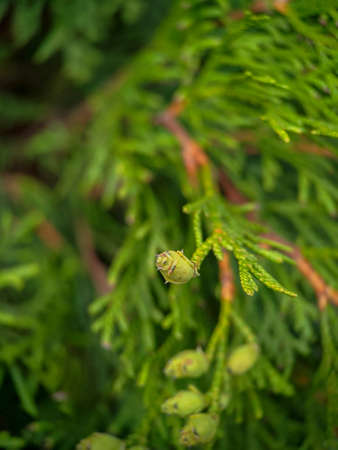 Close up photo of Cupressus (cypress) branch