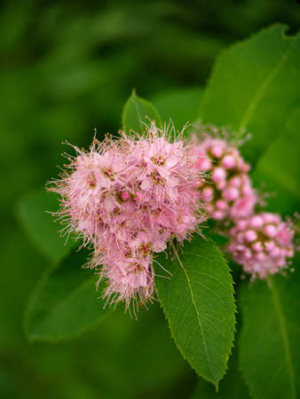 Close up photo of Spiraea japonica (Japanese meadowsweet) pink flowers. macro.の写真素材