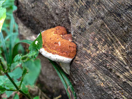 Red-belted conk (Fomitopsis pinicola) on old tree in the forest
