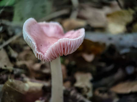Heart-shaped Lilac bonnet (Mycena pura) mushroom in autumn forestの写真素材