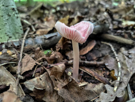 Heart-shaped Lilac bonnet (Mycena pura) mushroom in autumn forestの写真素材