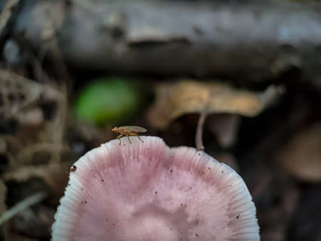 Fly on the Lilac bonnet (Mycena pura) mushroom in autumn forest