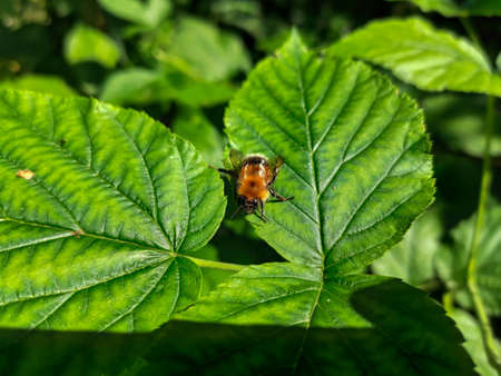 The tree bumblebe (Bombus hypnorum) sitting on a leafの写真素材