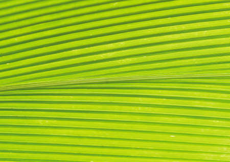 Close-up of the surface of a leafの写真素材