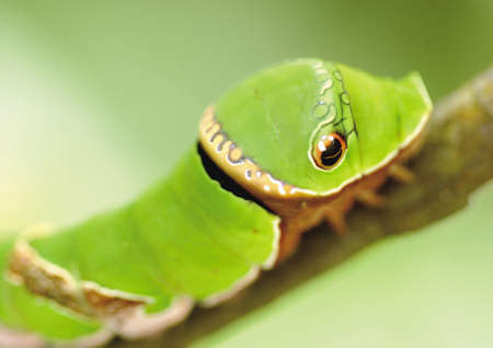 Close-up of a caterpillar on a branch