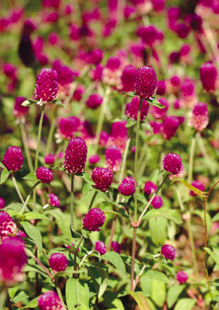 Close-up of flowers