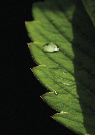 Close-up of a herbal plantの写真素材
