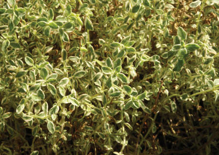 Close-up of a herbal plant