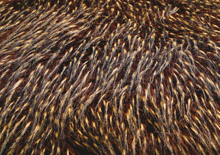 Close-up of furの写真素材