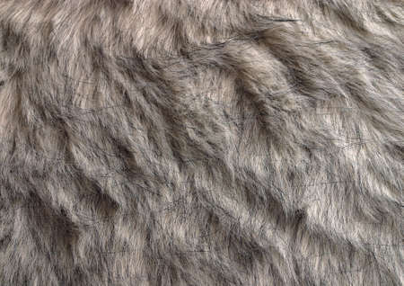Close-up of furの写真素材