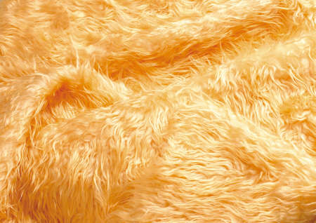Close-up of fur