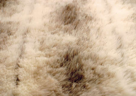 Close-up of fur