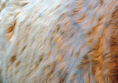 Close-up of fur