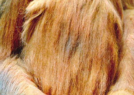 Close-up of an animal skin
