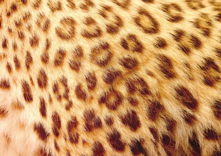 Close-up of leopard skinの写真素材