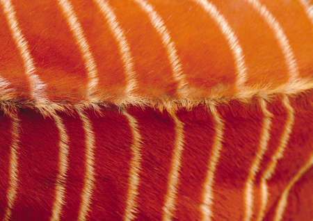 Close-up of animal skinの写真素材