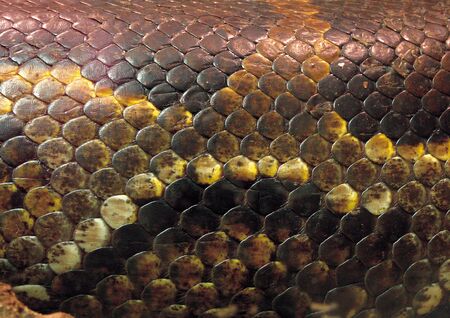 Close-up of snake skin