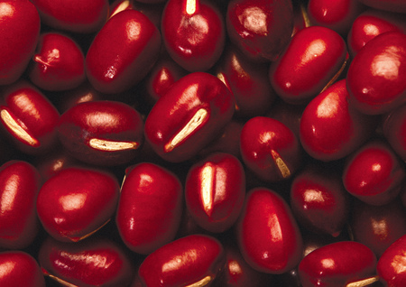 Close-up of seedsの写真素材