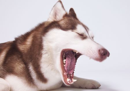 Side profile of a husky yawning