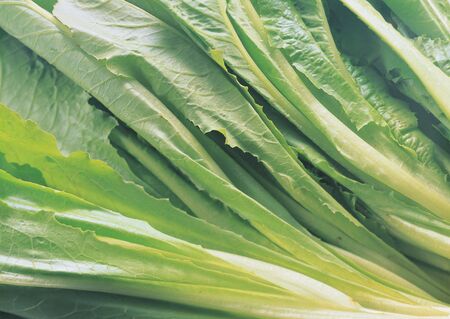 close-up of fresh vegetable stalks の写真素材