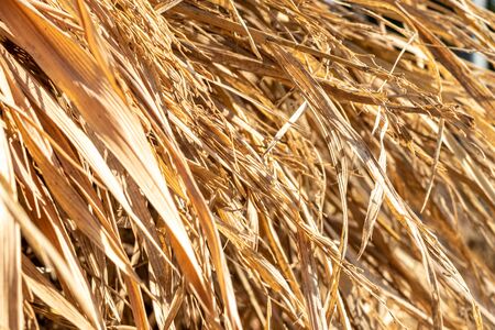 The ears of wheat are golden yellow.の写真素材