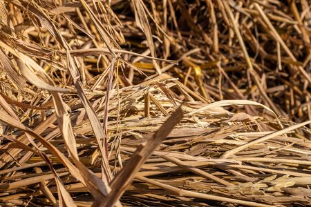 bale of straw in fieldの写真素材