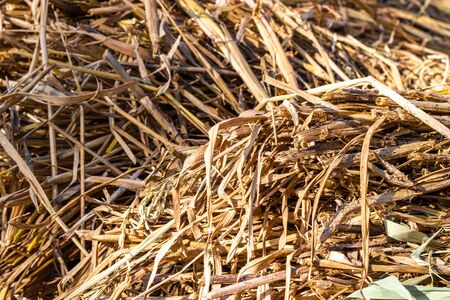 bale of straw in fieldの写真素材