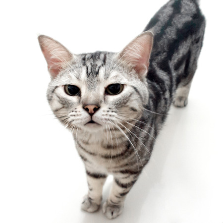 American shorthair cat was smelling the cat foodの写真素材