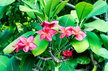Frangipani tropical flowers, Plumeria flowers freshの写真素材