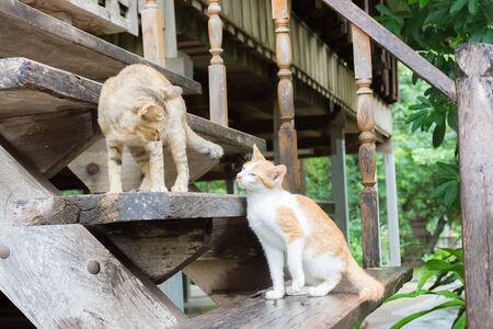Two cats are lookingの写真素材