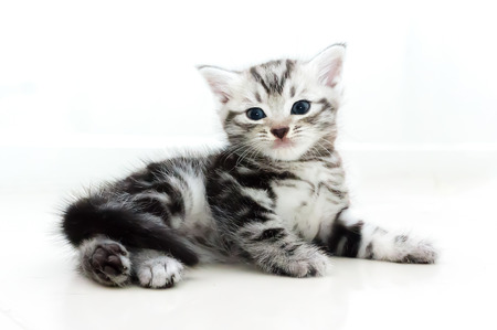 Cute American shorthair kittenの写真素材