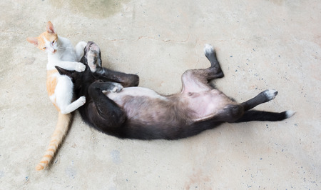 Cat and Dog