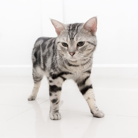 American shorthair catの写真素材