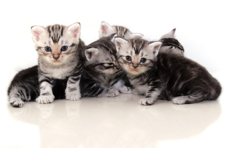 Cute American shorthair cat kittenの写真素材