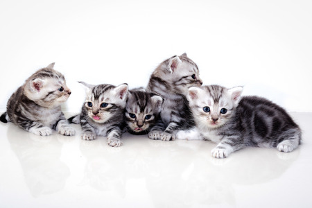 Cute American shorthair cat kittenの写真素材