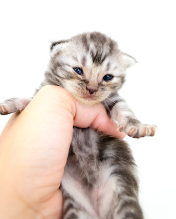 American shorthair kitten is on the hands of the owner. Isolated on white backgroundの写真素材