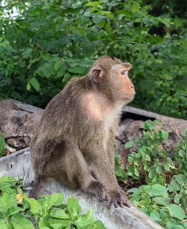 Monkey sitting on the concrete wall