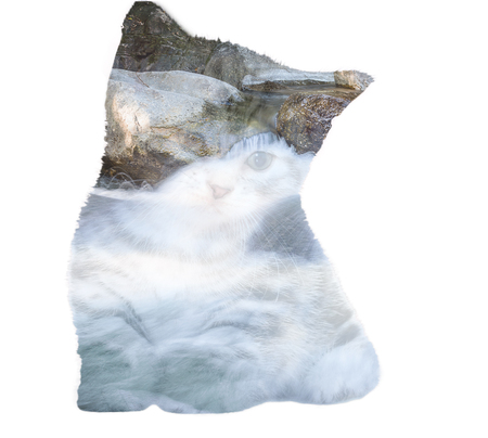American shorthair kitten double exposure with waterfallの写真素材