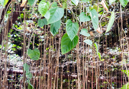 Beautiful banyan tree roots,Image for background