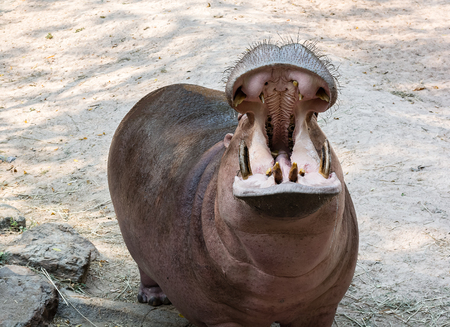 Hippopotamus with open mouth