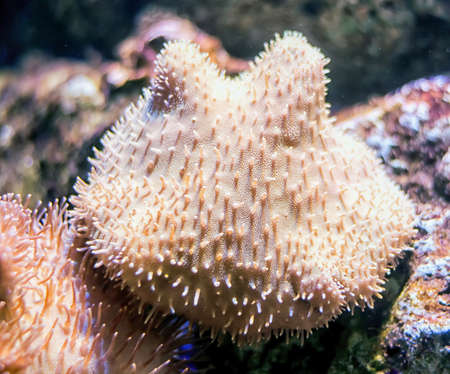 Underwater Coral reefの写真素材