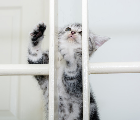 Cute American shorthair cat kitten with copy spaceの写真素材