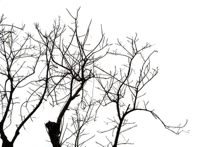 Dead branches isolated on white backgroundの写真素材