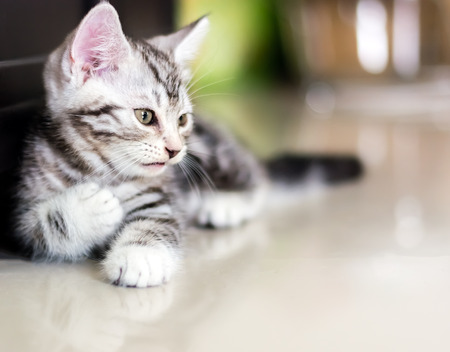 Cute American shorthair cat kitten with copy spaceの写真素材