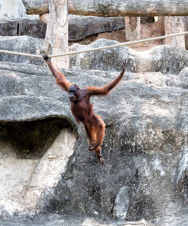 Orangutan swinging on ropeの写真素材