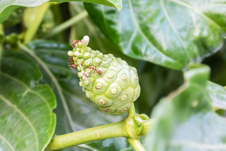 Noni or Indian Mulberry flower in full bloom with red antの写真素材