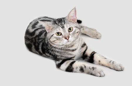 American shorthair cat is sitting and looking forward.の写真素材