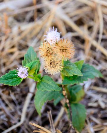 Dandelion fieldの写真素材